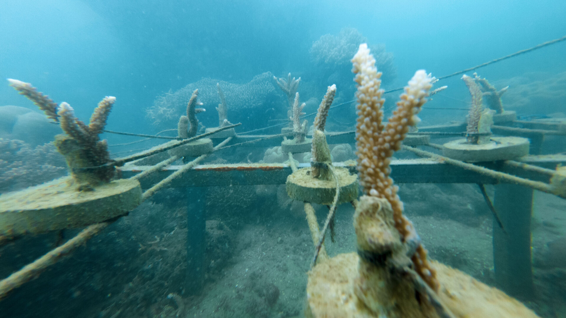 Coral farming progress