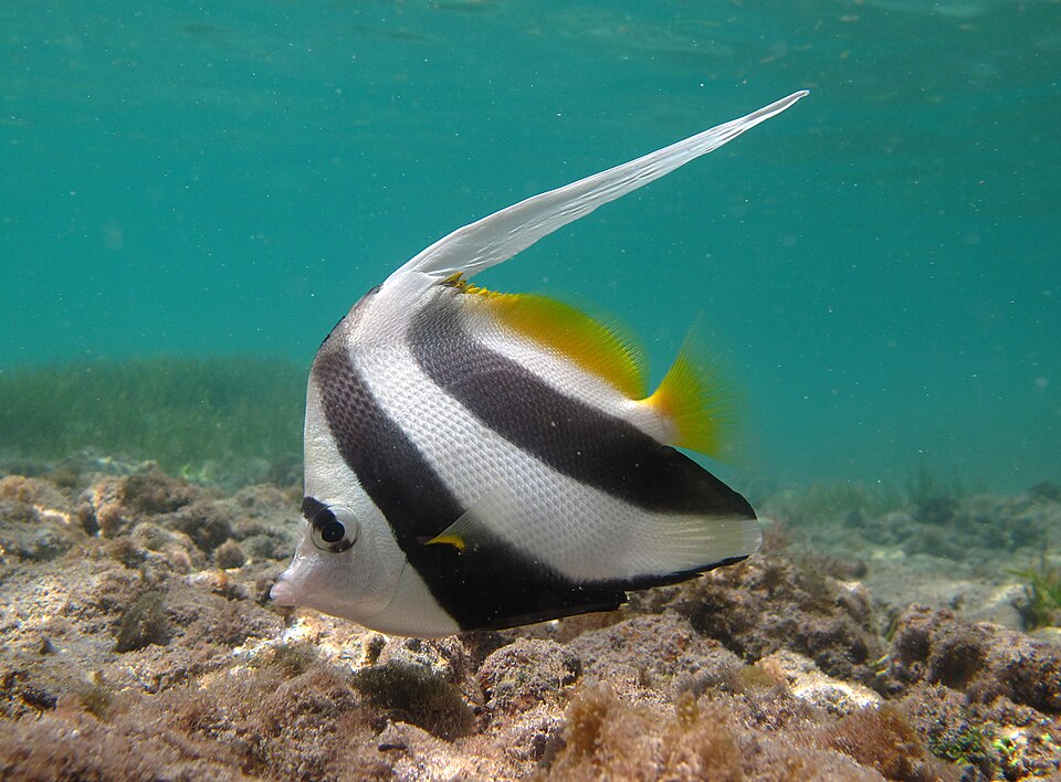 Black & white Heniochus (banner fish) (Heniochus acuminatus)