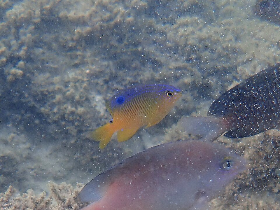 Cocoa damselfish (Stegastes variabilis)