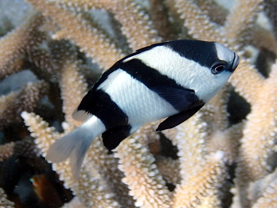 3 stripe damselfish (Dascyllus aruanus)